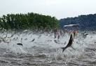 Is Minnesota ready to fight Asian carp invasion? | Minnesota ...