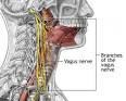 The <b>vagus nerve</b> is in fact a