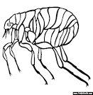 Flea coloring page