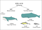 Care for dolphins