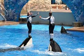 USA �wiat Oceanu (Sea World), ob�z j�zyka angielskiego w Nowym Jorku
