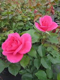 Strauchrose Rosa Renaissance Rose Lea® hellrot Duft+++ 50 cm ...