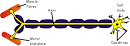 Nerves and Synapses