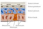 PromoCell - <b>Melanocytes</b>