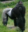 Gorilla - Wikipedia, the free encyclopedia