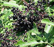 Sambucus - Wikipedia, the free encyclopedia