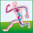 Circulatory System