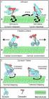 Discovery of agile molecular motors could aid in treating motor