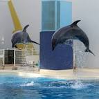 Jumping Bottlenose Dolphins - via Daymix