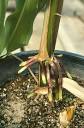 Prop roots of maize (corn), Zea