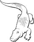 Alligator coloring page