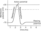 action potential: Definition from Answers.