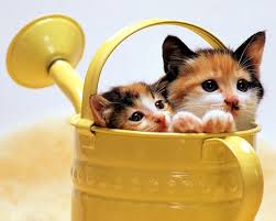 Bildergebnis für ‫سگ واقی وکربه واقی‬‎