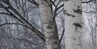 Swinger of Birches