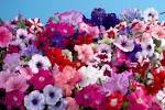 <b>Petunia</b>. Item no.