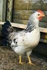 The Origin of the Chicken   Greg Ladens Blog