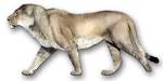 File:PantheraLeoAtrox1.jpg - Wikipedia, the free encyclopedia