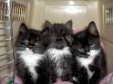 Got Kittens? Yes we do!