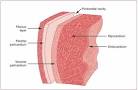 The Visceral <b>Pericardium</b> forms