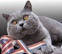 British Shorthair Cat Breed - Cat Pictures &amp; Information