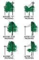 SRP: Trees and power lines