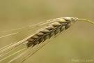 Barley Health Benefits - Nutritional Information and Healthy Facts ...