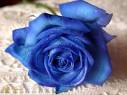 Coffee Table Poetry's GUEST BOOK: Blue