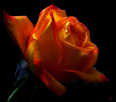 images?q=tbn:ANd9GcQJdt0KAEUBPuFkS-lHhaBMkdoLruY0mm_z62QN6mrV7rA6ky575Q