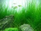 <b>Eleocharis</b> acicularis is found