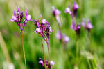 File:<b>Linaria</b> canadensis05.jpg