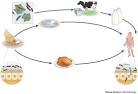 Figure 1 : Campylobacter jejuni: : molecular biology and ...