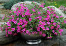 Container Gardening for Beginners - Before You Make Your First ...