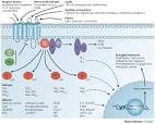 Figure 1 : G-protein-coupled receptors and cancer : Nature Reviews ...