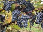 File:Gamay.jpg - Wikipedia, the free encyclopedia