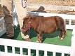 Thumbelina (horse) - Wikipedia, the free encyclopedia