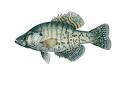 ODFW White Crappie