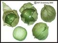 Tomato, Tomatillo, Eggplant, Nipplefruit & Chayote