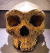 Archaic Homo sapiens - Wikipedia, the free encyclopedia