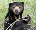 Bear Species Sun Bear (Helarctos malayanus)