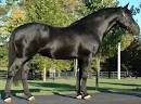 Irish Draft Horse