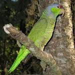 File:Lilac-crowned Amazon.jpg - Wikipedia, the free encyclopedia