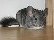 Chinchilla - Wikipedia, the free encyclopedia