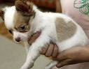 snopes.com: Puppy with Heart-Shaped Marking