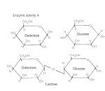 HOH, <b>galactose</b>, glucose,
