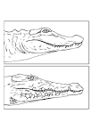Coloring page alligator and crocodile   img 9435