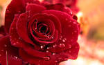Rose Wallpaper | HD Wallpapers Plus