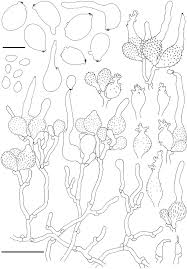 Image result for Pellicularia bispora