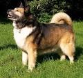 Icelandic Sheepdog Information and Pictures, Iceland Sheepdog