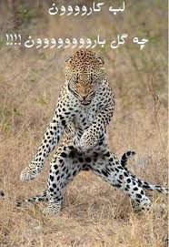 Image result for u202bعکس های جالبu202c
