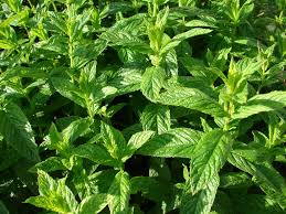 Des vertus des plantes par Macer Floridus, 1832 Images?q=tbn:ANd9GcQM-24Yp3cV3MJvGCOshvDW1okdJo2GzPPcxnygPldKUpm3MQvFpSxuxonnSQ